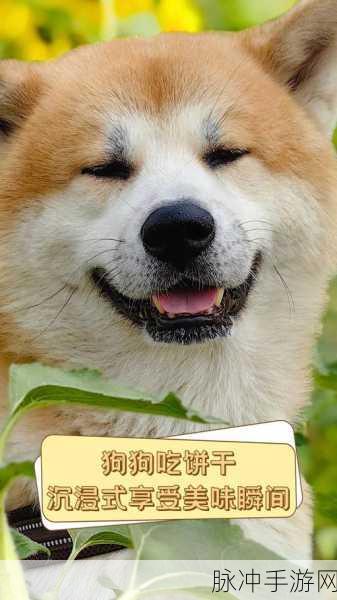 开罗发现汪星人,沉浸式狗狗养成之旅