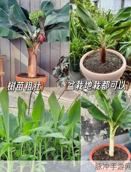 小森生活深度攻略，揭秘香蕉树刷新机制与高效采集策略
