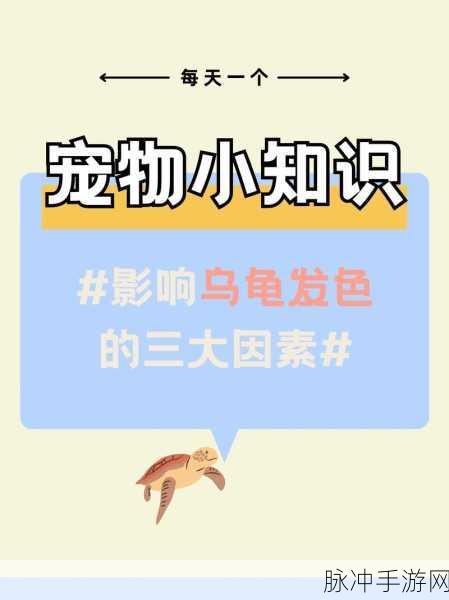 创造与魔法驯服乌龟秘籍，深度解析乌龟驯化的高效方法与技巧