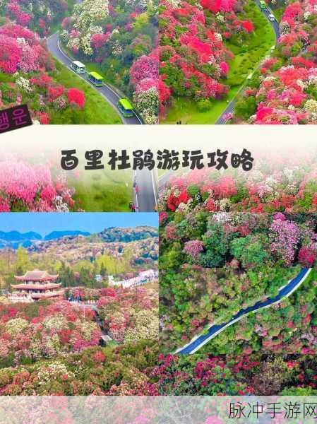 江南百景图杜鹃花寻觅指南,解锁杜鹃花获取秘籍与分布地图全攻略
