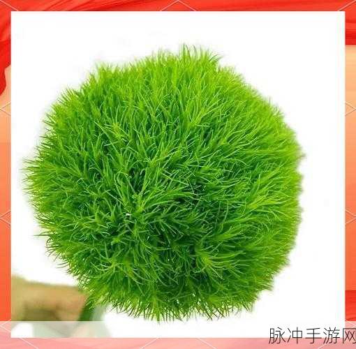 光遇探索指南,揭秘绿色光芒的奇妙之旅