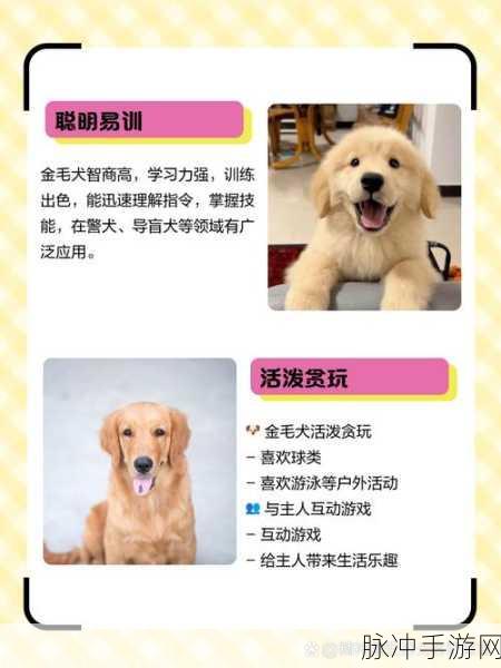 QQ飞车手游攻略，宠物金毛先生的全面解析