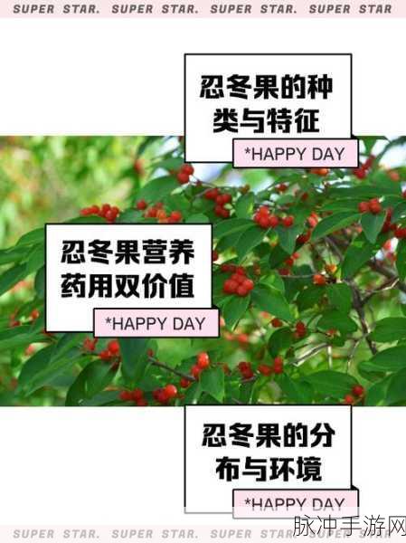 原神忍冬之果深度解析,用途与详细介绍