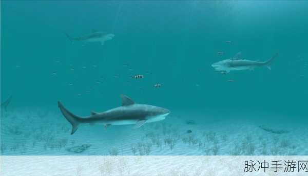 鲨鱼进攻3D最新版本下载，探索深海冒险的极致乐趣