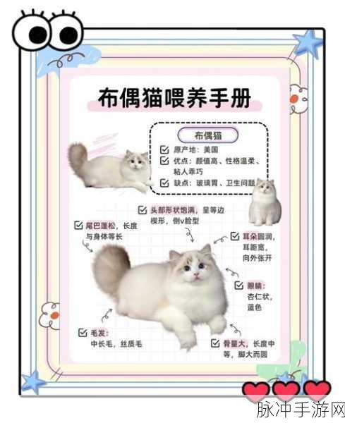 猫之城布偶猫主题基因全攻略