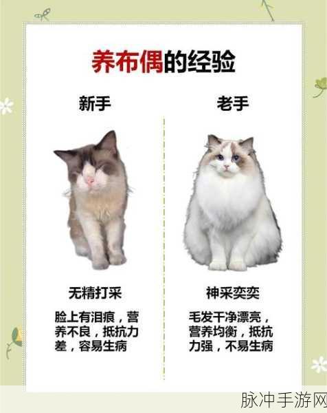 猫之城布偶猫主题基因全攻略