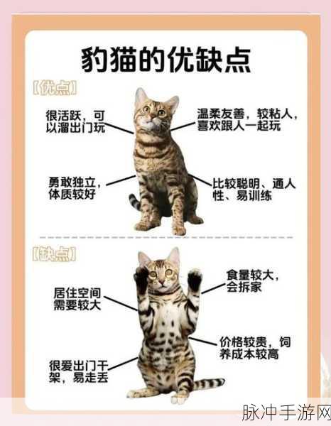 我的世界豹猫位置分布详解,深入探索丛林生物群系