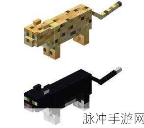 我的世界豹猫位置分布详解,深入探索丛林生物群系