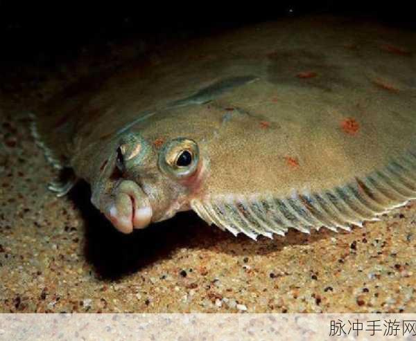 探索手游世界中的比目鱼，揭秘其神奇功效与价值