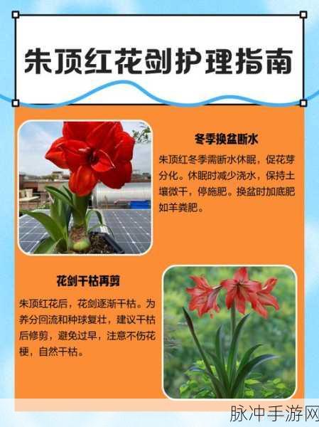 花与剑蝶花治疗能力深度解析，提高加血效果全面指南