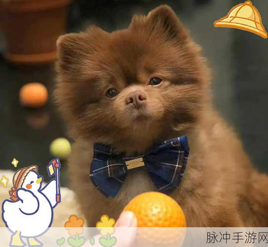 奥比岛手游全攻略，深度解析如何获取可爱的咖啡犬宠物