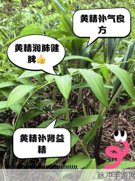 烟雨江湖黄精采集全攻略，探寻黄精的隐秘之地