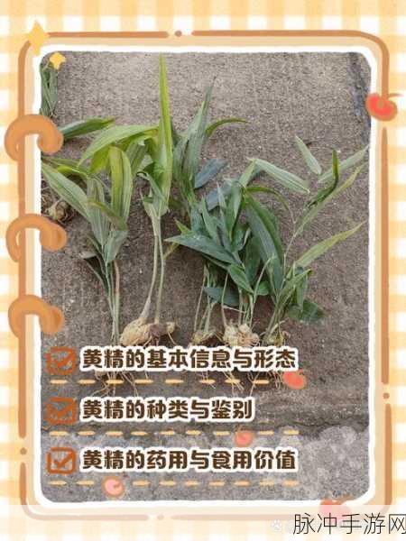烟雨江湖黄精采集全攻略,探寻黄精的隐秘之地