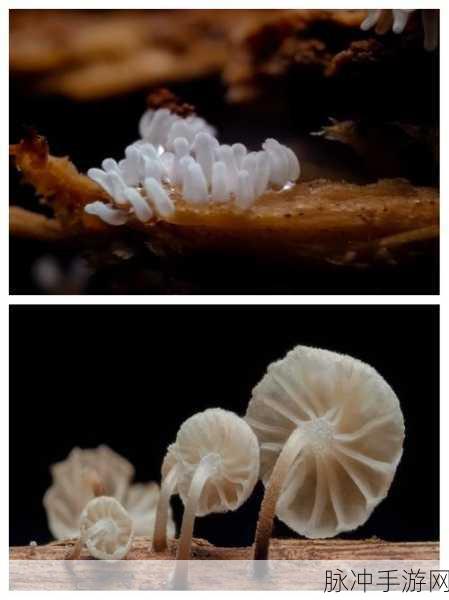 真菌世界2，轻松休闲的奇幻之旅——手机版下载全攻略