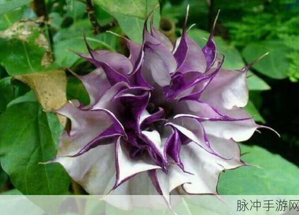 创造与魔法紫色曼陀罗花位置揭秘与高效寻找攻略