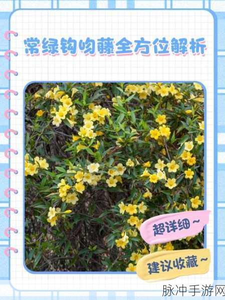 天命传说骨灵萨里安获取途径全方位解析，攻略指南与秘密探索