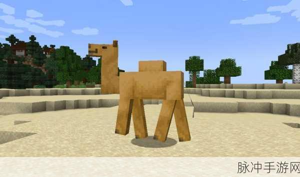 探索我的世界骆驼的饮食之谜,解锁沙漠伙伴的喂养秘籍