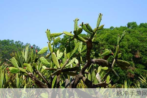 永劫无间仙人掌探寻之旅,全面解析仙人掌位置一览