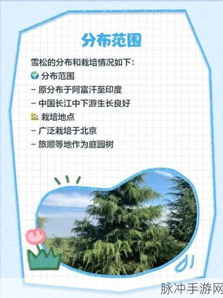 小森生活雪松树刷新机制详解，时间与地点全面探索指南