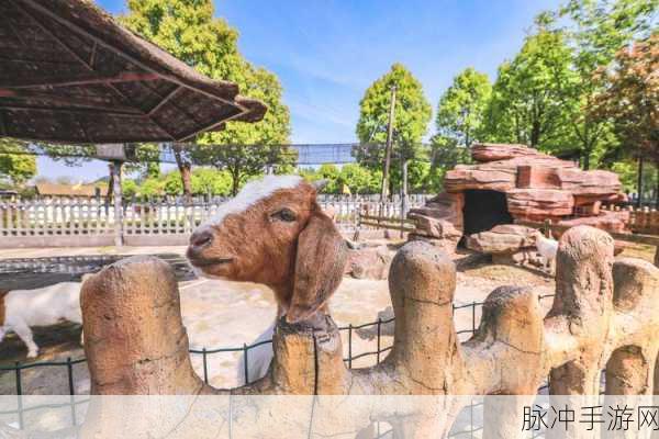 西游萌宠乐园深度攻略,萌宠养成与战斗全解析