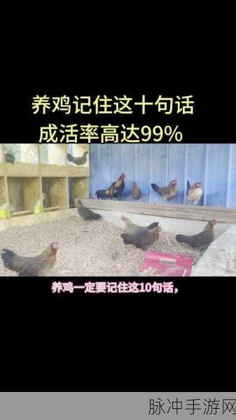 2025年热门我的世界手机版养鸡攻略大全,高效养殖技巧与数据分析深度讲解