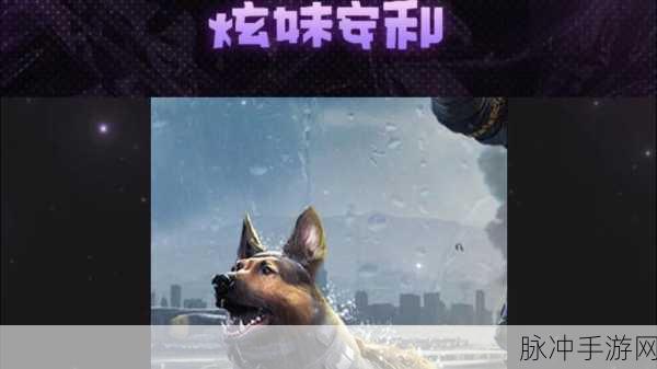 使命召唤手游终极技能揭秘，军犬的获得与实战运用