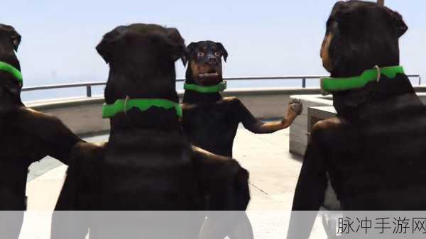 GTA5手游攻略,如何训练小查咬人