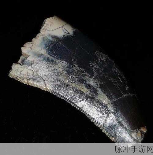 揭秘!怪物猎人中角龙之牙顶级对比,惊喜消息,新发现的最强之牙竟是它!