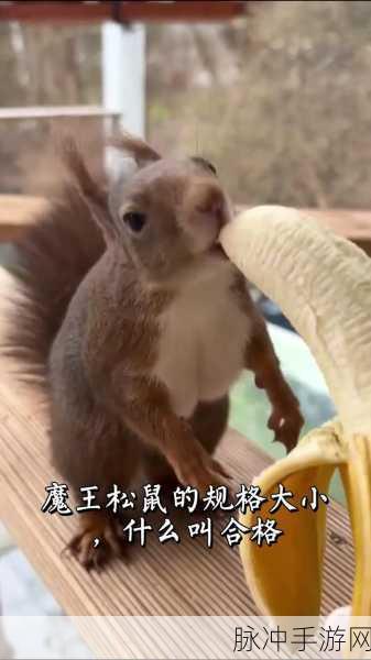 动物餐厅手游攻略,揭秘魔王松鼠信件的获得方法与来源
