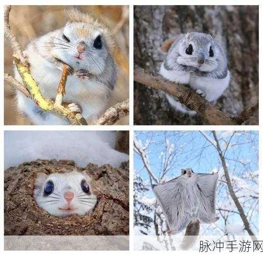 迷你世界飞鼠喂养全攻略,揭秘敏捷飞鼠的食物选择