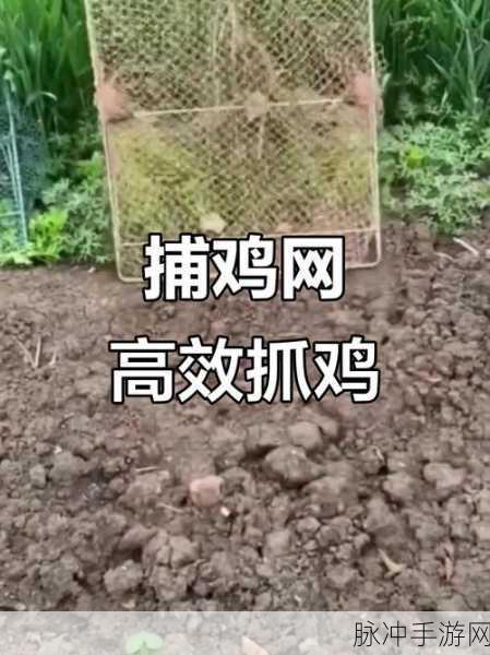 小森生活鸡捕捉方法教程，轻松掌握高效捕鸡技巧