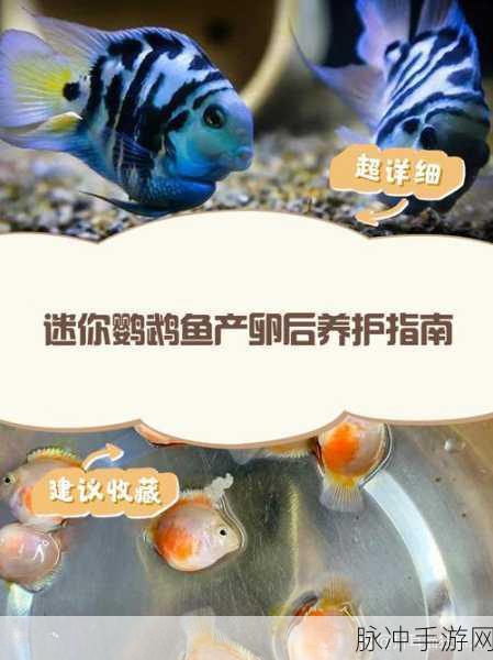迷你世界鱼类繁衍全攻略,精通养鱼技巧,助力鱼群快速增长