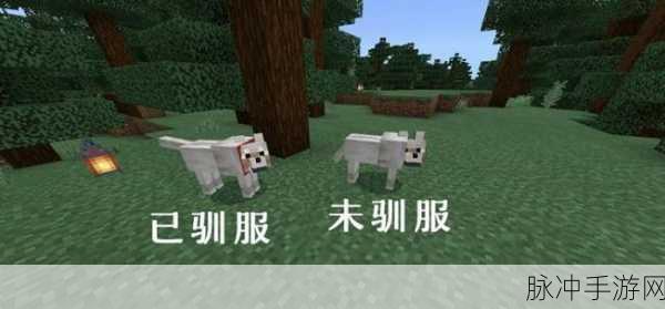 我的世界手游攻略,揭秘狼坐下后无法站立的真相