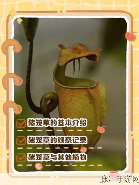 揭秘创造与魔法,高效获取珍稀猪笼草睡袋全攻略