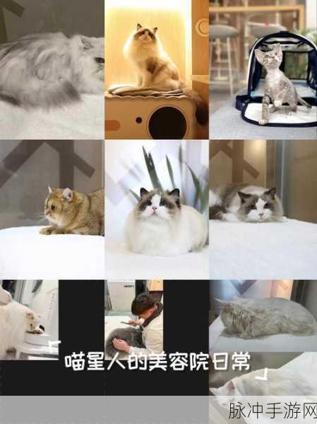 喵星探秘之旅,以闪亮之名解锁猫咪星宿套装活动全攻略
