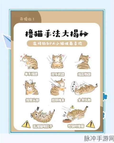 猫之城，猫球训练详细方法介绍