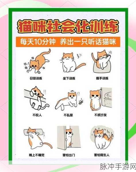 猫之城，猫球训练详细方法介绍