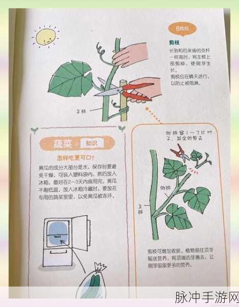 黎明前20分钟阳菜，深度攻略与朝露滋润下的蔬菜生长观察