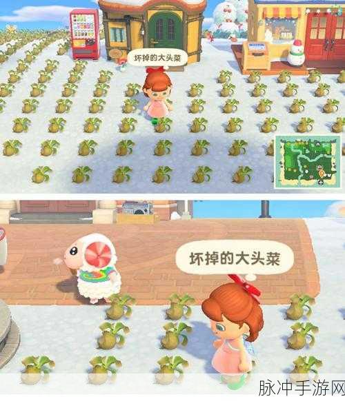 动物森友会大头菜购买指南,轻松掌握致富秘诀