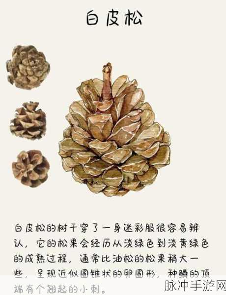幻塔松果探寻之旅,全面解析松果位置与获取攻略