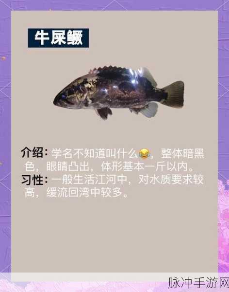 古剑奇谭3鳜鱼垂钓指南,探寻鳜鱼的神秘踪迹